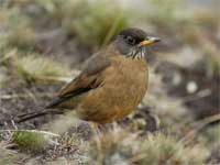 Thrush